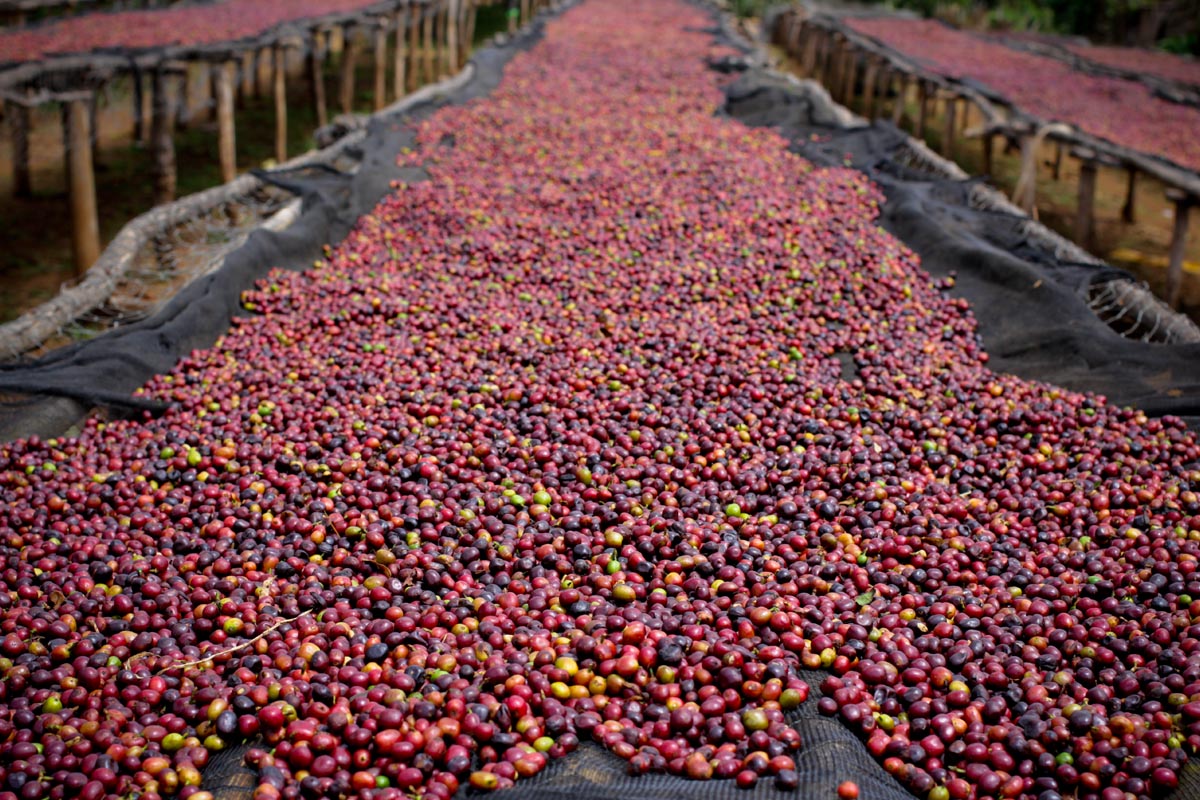 Coffee beans close up